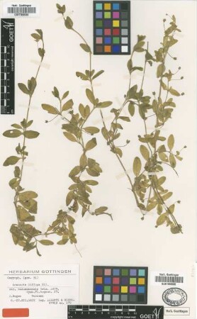 Arenaria diffusa Elliott var. tucumanensis Griseb.[type]
