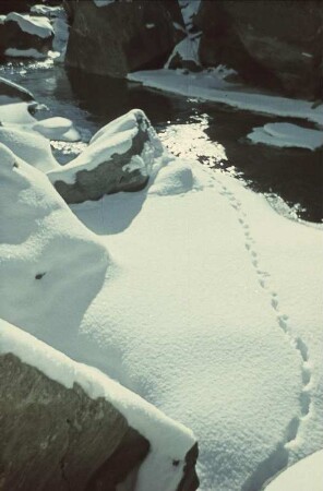 Mittenwald. Spuren im Schnee