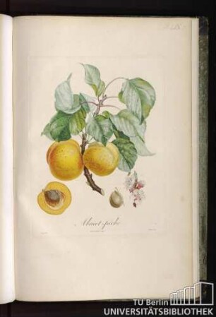 Pl. LIX. Abricot-pêche.