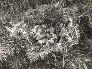 Eichhörnchen (Sciurus vulgaris L.). Junge im geöffneten Nest