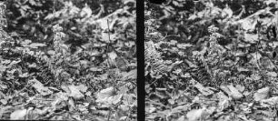 Gewöhnliche Schuppenwurz : Gewöhnliche Schuppenwurz (Lethraea squamaria Linnaeus).