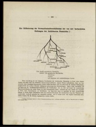 Zur Erläuterung der Verwandtschaftsverhältnisse der von mir beobachteten Gattungen der freilebenden Nematoden.
