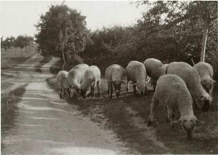 Schafe an einem Feldweg