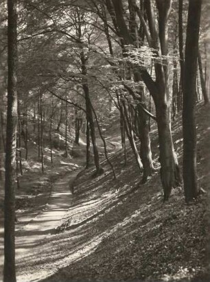 Dresden-Weißer Hirsch. Wegepartie mit Buchenbestand (Carpinus betulus L.) im Stechgrund (Mordgrund)