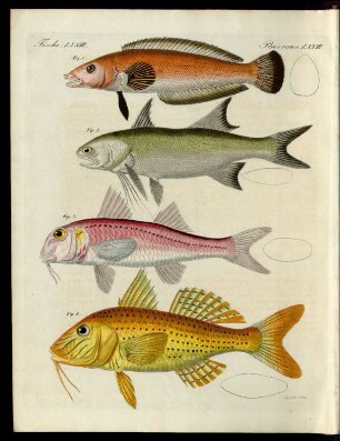 Merkwürdige Fische.