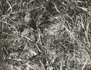 Goldammer (Emberiza citrinella L.), Weibchen, vom Nest gehend