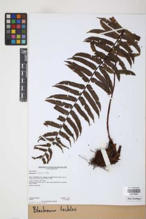 Blechnum lechleri Mett.