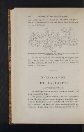 Zehntes Capitel. Der Glaskörper.