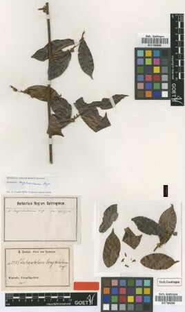 Dichapetalum longitubulosum Engl. [Isosyntype]