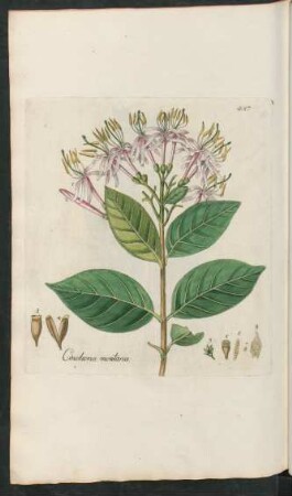 487. Cinchona montana