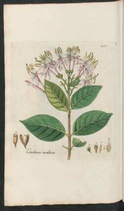 487. Cinchona montana