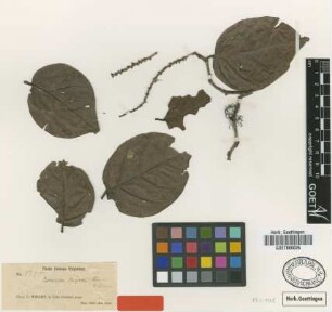 Coccoloba wrightii Lindau [type]
