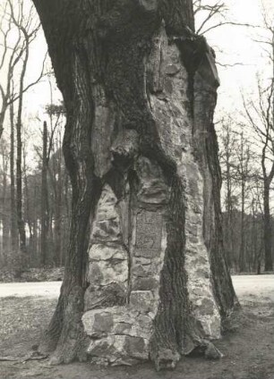 Moritzburger Teichgebiet. Ausgemauerte Eiche (Naturdenkmal im Forstrevier Kreyern Abteilung 1 an der Straße nach Großenhain)