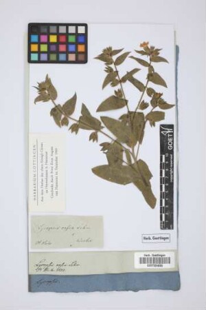 Lycopsis rosea Lehm.