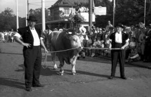Basel (Schweiz): Geschmückter Ochse mit Krone