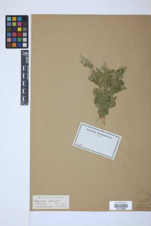 Selaginella stolonifera (Sw.) Spring