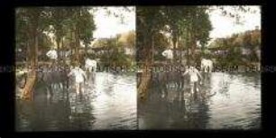Soldaten baden Pferde im Dorfteich, Makow