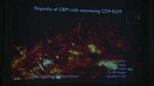 Imaging subcellular dynamics from molecules to multicellular organisms