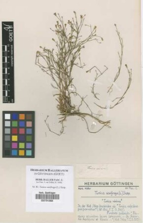 Tunica saxifraga (L.) Scop.