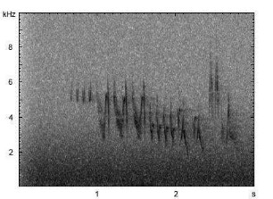 Buchfink | Fringilla coelebs - Gesang