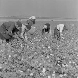 Baumwollernte auf den Feldern der Landwirtschaftlichen Produktionsgenossenschaft in Usundshowo. Frauen bei der Ernte