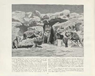 Sibirische Tigerfamilie