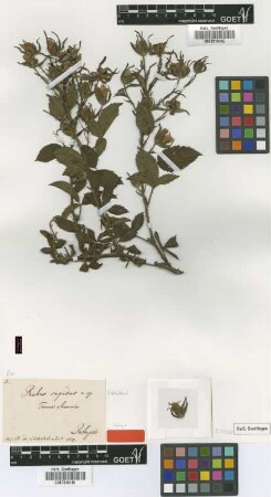 Rubus sapidus Schltdl. fo. Schltdl. abnormis[syntype]