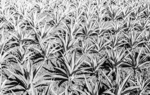 Sisal Saatbeet : Blick auf eine Sisalpflanzung (Sisal-Agave (Agave sisalana))