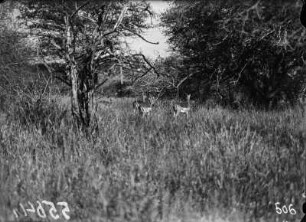 Impala Antilopen : Impala Antilopen im hohen Gras.
