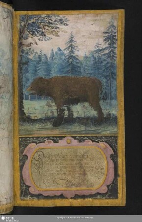 Diesen Baer ... bey Schiraw ... den 12. Novembris Anno 1628 gefangen ...