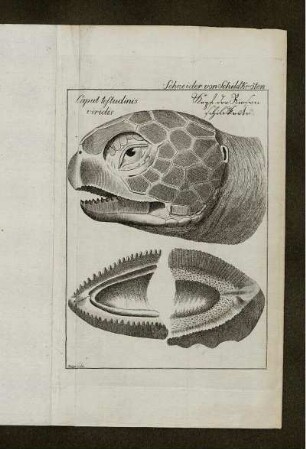 Caput Testudinis viridis.