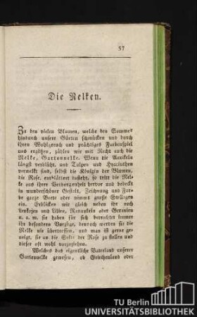 Die Nelken.