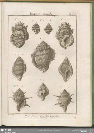 Pl. 412. Ranelle. Ranella