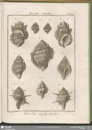 Pl. 412. Ranelle. Ranella