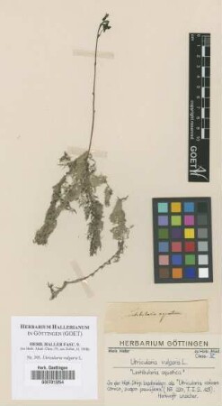 Utricularia vulgaris L.