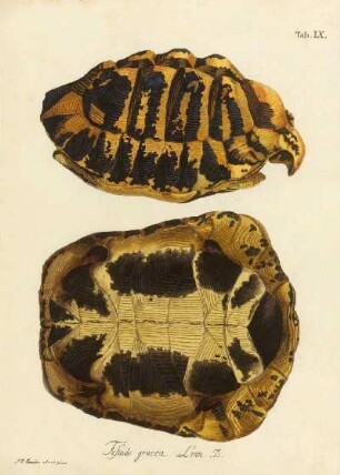 Tab IX. Testudo graeca Linn. B.