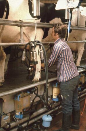 Fotografie: Melktechnik, Melkstand, Melkzeug, Milchmengenmessgerät, Milchleitung tiefverlegt