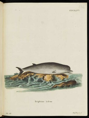 CCCXLVI. Delphinus bidens