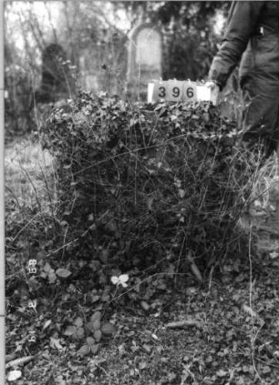 Grabstein 396 (Index: 100093396) Zustand: komplett mit Efeu überwachsen Maße HxBxT: 80x73x33 cm: Grabstein 396