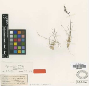 Stipa concinna Hook.f. [isotype]
