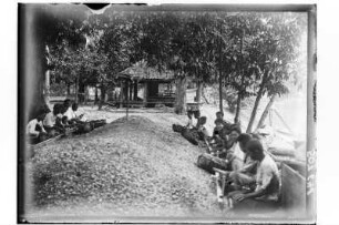 Ernte : Thailand. Ernte, 1908/1913