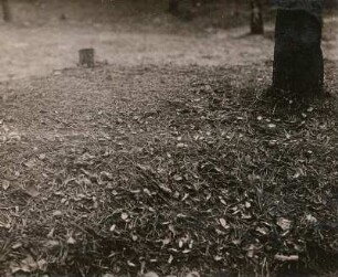 Europa. Eichhörnchen (Sciurus vulgaris). Fraßplatz