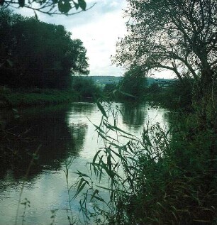 Schilf am Ufer der Unstrut
