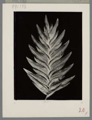 Ährengras, Ährchen (Uniola latifolia)