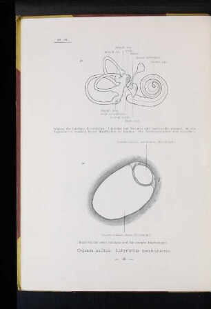 Organon auditus. Labyrinthus membranaceus.