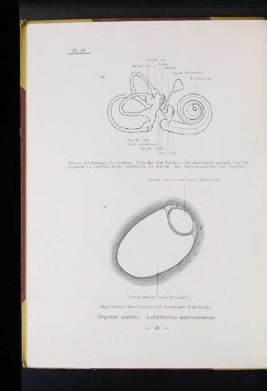 Organon auditus. Labyrinthus membranaceus.