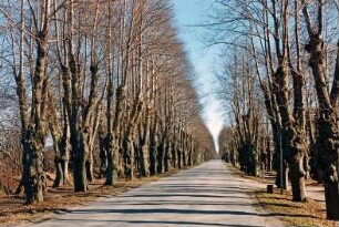 Allee: vierreihige Lindenallee: einzelne Nachpflanzungen: rechts Einfahrt zu Haus: 13. März 2003