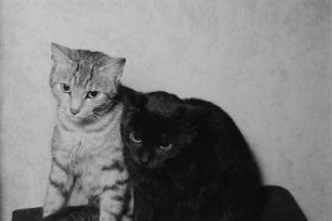 Porträt zweier Katzen