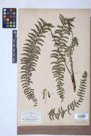 Asplenium lunulatum var. erectum (Bory ex Willd.) Baker