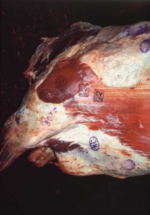 Fotografie: Tieridentifikation, Implantat
